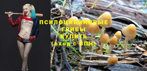 шишки Медвежьегорск
